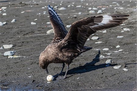 simsearch:841-09255577,k - An adult brown skua (Stercorarius spp), with a stolen penguin egg at Barrientos Island, Antarctica, Polar Regions Stock Photo - Rights-Managed, Code: 841-08101688