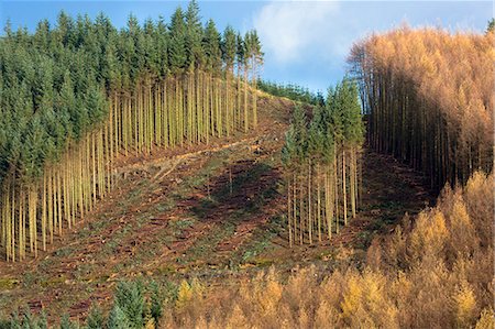 european larch - European larch trees (Larix decidua) in coniferous forest plantation for logging timber production in Brecon Beacons, Powys, Wales, United Kingdom, Europe Foto de stock - Con derechos protegidos, Código: 841-08101730