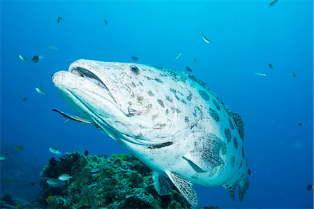 simsearch:841-06806088,k - Potato cod (Epinephelus tukula) being cleaned by cleaner wrasse (Labroides dimidiatus), Cod Hole, Great Barrier Reef, Queensland, Australia, Pacific Stock Photo - Rights-Managed, Code: 841-08101789