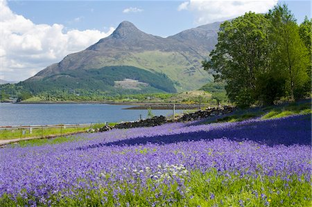 Wild bluebells (Hyacinthoides non-scripta) beside Loch Leven, the Pap of Glencoe beyond, Ballachulish, Highland, Scotland, United Kingdom, Europe Stockbilder - Lizenzpflichtiges, Bildnummer: 841-08101783