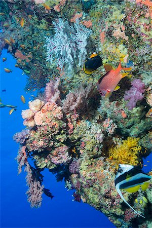 falterfisch - Colourful, coral covered Reef wall at Osprey Reef, Longfin banner fish (Heniochus acuminatus), Coral Sea, Queensland, Australia, Pacific Stockbilder - Lizenzpflichtiges, Bildnummer: 841-08101798