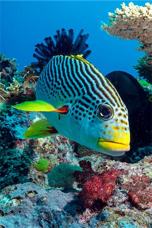 picture of fish or fishes in the ocean - Striped sweetlips (diagonal banded sweetlips) (Plectorhinchus lineatus), North Ribbon Reef, Great Barrier Reef, UNESCO World Heritage Site, Queensland, Australia, Pacific Stock Photo - Rights-Managed, Code: 841-08101790