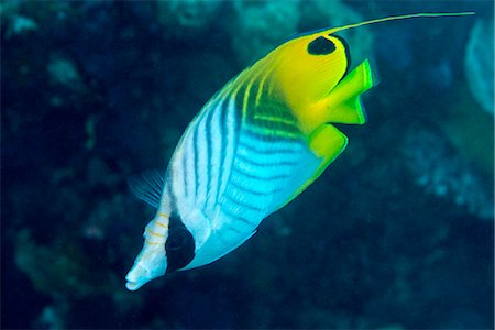 Thread fin butterflyfish (Chaetodon auriga), usually seen in pairs, Queensland, Australia, Pacific Photographie de stock - Rights-Managed, Code: 841-08101801
