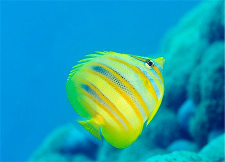 pez tropical - Rainford's Butterflyfish (Chaetodon rainfordi), Cairns, Queensland, Australia, Pacific Foto de stock - Con derechos protegidos, Código: 841-08101815