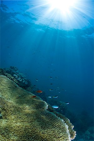 pez tropical - Hard and soft coral landscape scenic at Thetford Reef on the Great Barrier Reef, UNESCO World Heritage Site, Cairns, Queensland, Australia, Pacific Foto de stock - Con derechos protegidos, Código: 841-08101811