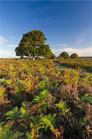 simsearch:841-02925779,k - Colourful heathland of the New Forest National Park, Hampshire, England, United Kingdom, Europe Photographie de stock - Rights-Managed, Code: 841-08101933