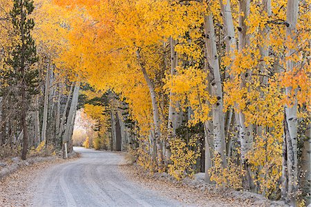 Dirt road winding through a tree tunnel in fall, Bishop, California, United States of America, North America Stock Photo - Rights-Managed, Code: 841-08101958