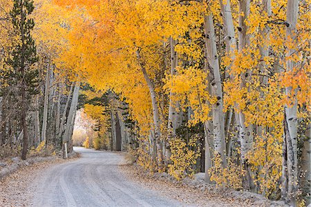 simsearch:841-08101853,k - Dirt road winding through a tree tunnel in fall, Bishop, California, United States of America, North America Foto de stock - Con derechos protegidos, Código: 841-08101958