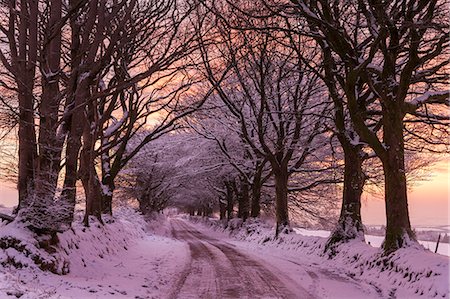 exmoor national park - Snowy tree lined country lane at sunrise in winter, Exmoor National Park, Somerset, England, United Kingdom, Europe Foto de stock - Con derechos protegidos, Código: 841-08101952