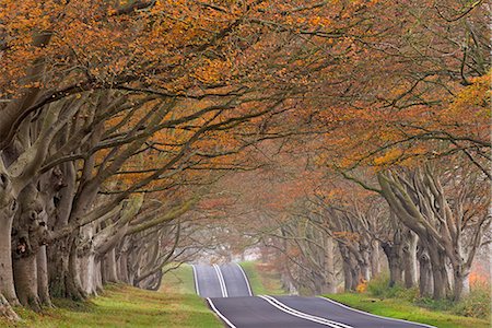 england road photo - Country road passing through a tunnel of colourful autumnal beech trees, Dorset, England, United Kingdom, Europe Stock Photo - Rights-Managed, Code: 841-08101971