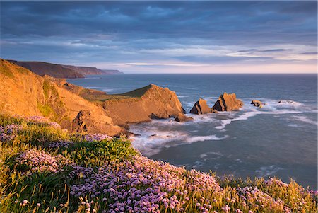 simsearch:841-07653188,k - Beautiful sea pink wildflowers in spring on the clifftops above Screda Point, Hartland Quay, North Devon, England, United Kingdom, Europe Photographie de stock - Rights-Managed, Code: 841-08101983