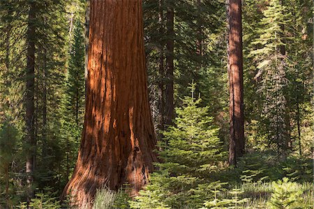 Giant Sequoia (Sequoiadendron giganteum) in a sunlit woodland, Mariposa Grove, Yosemite National Park, UNESCO World Heritage Site, California, United States of America, North America Stock Photo - Rights-Managed, Code: 841-08102010