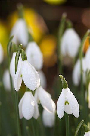 Snowdrops, Cotswolds, Gloucestershire, England, United Kingdom, Europe Photographie de stock - Rights-Managed, Code: 841-08102227