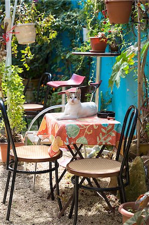 Brown and white cat on table in patio garden of house in village of Peroulades, Northern Corfu, Corfu, Greek Islands, Greece, Europe Stock Photo - Rights-Managed, Code: 841-08149587