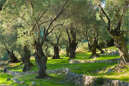 Sunlight through old olives trees (Olea europaea) in olive grove for traditional olive oil in sub-tropical climate of Corfu, Greek Islands, Greece, Europe Photographie de stock - Rights-Managed, Code: 841-08149580