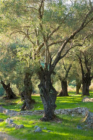 Sunlight through old olives trees (Olea europaea) in olive grove for traditional olive oil in sub-tropical climate of Corfu, Greek Islands, Greece, Europe Fotografie stock - Rights-Managed, Codice: 841-08149581