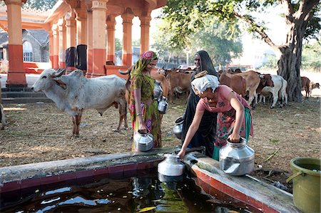 Women filling water pots in the BAPS Swaminarayan Sanstha cattle camp where drought affected cattle are fed and watered, Gondal, Gujarat, India, Asia Photographie de stock - Rights-Managed, Code: 841-08149670