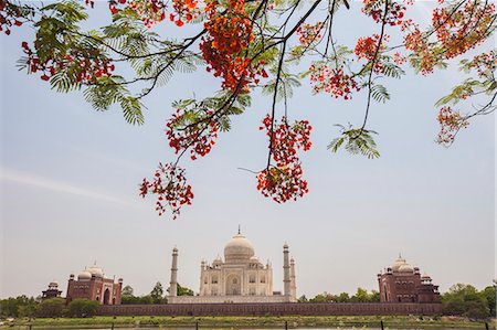 Branches of a flowering tree with red flowers frame the Taj Mahal symbol of Islam in India, UNESCO World Heritage Site, Agra, Uttar Pradesh, India, Asia Stock Photo - Rights-Managed, Code: 841-08211515