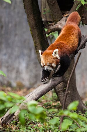 A red panda goes down from a tree in a wildlife reserve of India where these animals are protected from poachers, Darjeeling, India, Asia Stock Photo - Rights-Managed, Code: 841-08211512