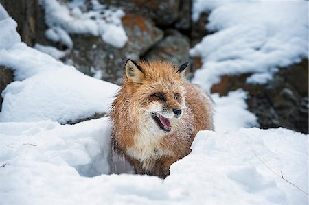 simsearch:841-08211576,k - American red fox (Vulpes vulpes fulves), Montana, United States of America, North America Foto de stock - Con derechos protegidos, Código: 841-08211547