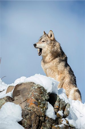 Grey wolf (timber wolf) (Canis lupis), Montana, United States of America, North America Photographie de stock - Rights-Managed, Code: 841-08211549