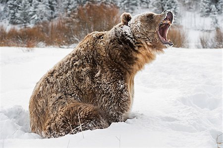 snarling - Brown bear (grizzly) (Ursus arctos), Montana, United States of America, North America Photographie de stock - Rights-Managed, Code: 841-08211558