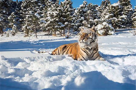 Siberian Tiger (Panthera tigris altaica), Montana, United States of America, North America Stock Photo - Rights-Managed, Code: 841-08211559