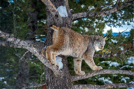 simsearch:841-08211547,k - Canadian lynx (Lynx canadensis), Montana, United States of America, North America Photographie de stock - Rights-Managed, Code: 841-08211550