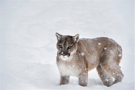 Mountain lion (puma) (cougar) (Puma concolor), Montana, United States of America, North America Photographie de stock - Rights-Managed, Code: 841-08211565