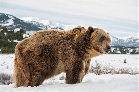 Brown bear (grizzly) (Ursus arctos), Montana, United States of America, North America Photographie de stock - Rights-Managed, Code: 841-08211569