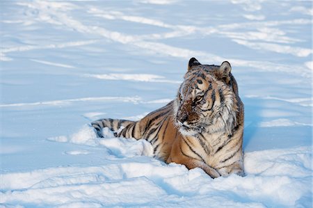 Siberian Tiger (Panthera tigris altaica), Montana, United States of America, North America Foto de stock - Con derechos protegidos, Código: 841-08211577