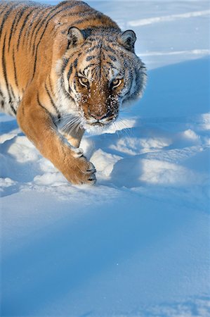 photographic (pertaining to the discipline of photography) - Siberian Tiger (Panthera tigris altaica), Montana, United States of America, North America Stock Photo - Rights-Managed, Code: 841-08211578