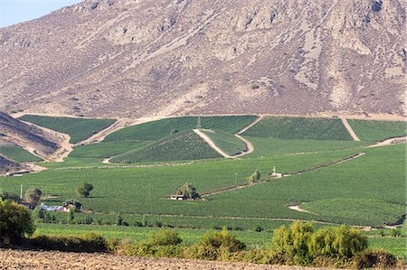 Wine production in the footills of the Andes, Valparaiso region, Chile, South America Photographie de stock - Rights-Managed, Code: 841-08211587