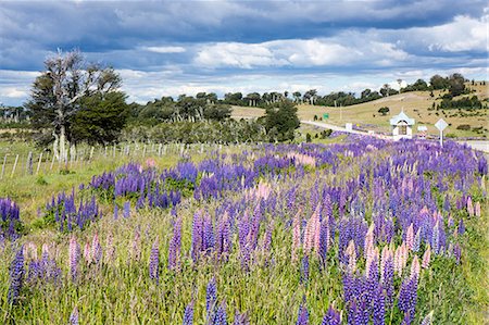 punta arenas - Lupins, Punta Arenas, Tierra del Fuego, Chile, South America Photographie de stock - Rights-Managed, Code: 841-08211614