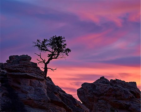 simsearch:841-07205474,k - Tree on sandstone silhouetted at sunset with purple clouds, Coyote Buttes Wilderness, Vermilion Cliffs National Monument, Arizona, United States of America, North America Stock Photo - Rights-Managed, Code: 841-08211641