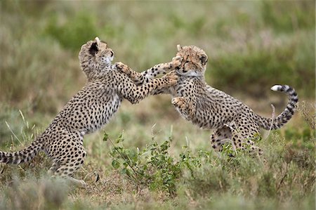 Two cheetah (Acinonyx jubatus) cubs playing, Ngorongoro Conservation Area, Serengeti, Tanzania, East Africa, Africa Stock Photo - Rights-Managed, Code: 841-08211659