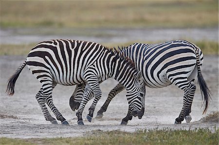 simsearch:841-09119290,k - Two common zebra (Plains zebra) (Burchell's zebra) (Equus burchelli) sparring, Ngorongoro Crater, Tanzania, East Africa, Africa Foto de stock - Con derechos protegidos, Código: 841-08211650