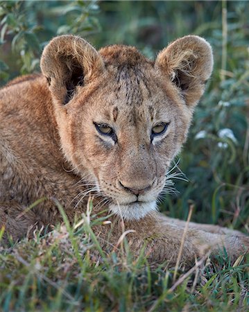 Lion (Panthera leo) cub, Ngorongoro Crater, Tanzania, East Africa, Africa Fotografie stock - Rights-Managed, Codice: 841-08211653