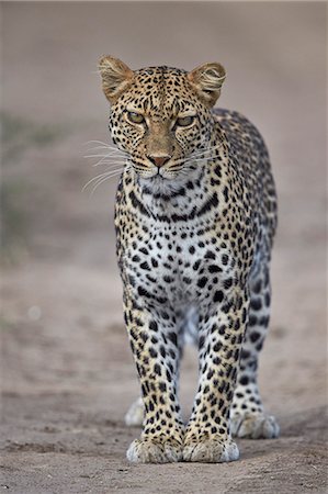 Leopard (Panthera pardus), Ngorongoro Conservation Area, Serengeti, Tanzania, East Africa, Africa Foto de stock - Con derechos protegidos, Código: 841-08211660