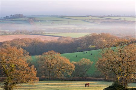 devon, england - Rolling countryside at dawn on a misty spring morning, South Tawton, Devon, England, United Kingdom, Europe Photographie de stock - Rights-Managed, Code: 841-08211739