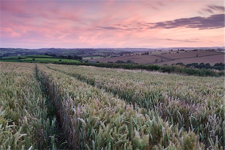 Summer sunset over wheat field in mid Devon, England, United Kingdom, Europe Stock Photo - Rights-Managed, Code: 841-08211758