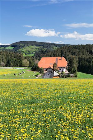 farm house in germany - Unterfallengrundhof (farmhouse) in spring, Guetenbach, Black Forest, Baden Wurttemberg, Germany, Europe Stock Photo - Rights-Managed, Code: 841-08220801