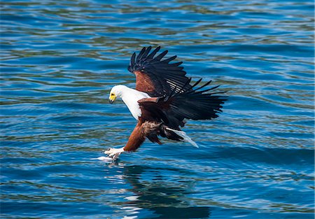 simsearch:6119-09062153,k - African fish eagle (Haliaeetus vocifer) hunting fish, Cape Maclear, Lake Malawi, Malawi, Africa Stock Photo - Rights-Managed, Code: 841-08220884