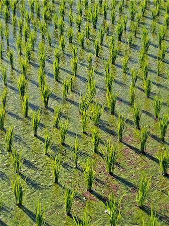 Rice paddy fields in the highlands in Bali, Indonesia, Southeast Asia, Asia Stock Photo - Rights-Managed, Code: 841-08220891