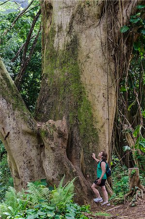 pacific islands - Hiking Manoa Falls Trail, Honolulu, Oahu, Hawaii, United States of America, Pacific Stock Photo - Rights-Managed, Code: 841-08220950