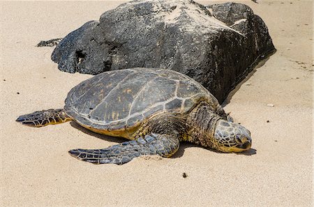 A green sea turtle (Chelonia mydas) on Laniakea Beach, North Shore, Oahu, Hawaii, United States of America, Pacific Stock Photo - Rights-Managed, Code: 841-08220960