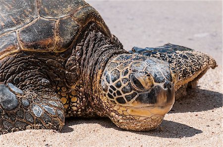 A green sea turtle (Chelonia mydas) on Laniakea Beach, North Shore, Oahu, Hawaii, United States of America, Pacific Foto de stock - Con derechos protegidos, Código: 841-08220961