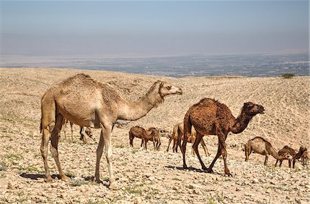 simsearch:841-02919544,k - Camels near the Dead Sea, Jordan, Middle East Foto de stock - Con derechos protegidos, Código: 841-08221018