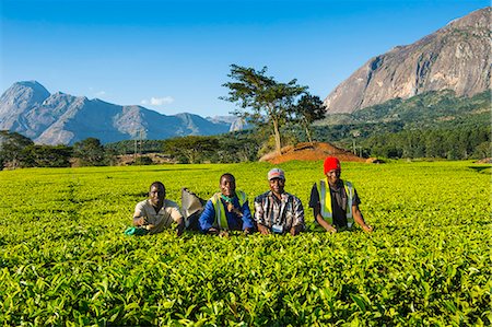 Tea pickers on a tea estate on Mount Mulanje, Malawi, Africa Foto de stock - Con derechos protegidos, Código: 841-08244020