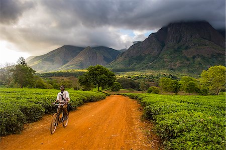 Tea picker on his way through a tea estate on Mount Mulanje, Malawi, Africa Stock Photo - Rights-Managed, Code: 841-08244021